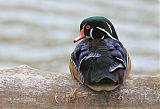 Wood Duck